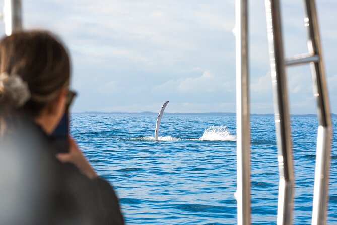 Hervey Bay: Half Day Whale watching & Island Stop Tour - Price and value: what $118.35 gets you (and what to plan for)