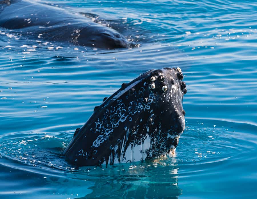 Hervey Bay: Humpback Whale-Watching Half-Day Cruise - Key takeaways before you book