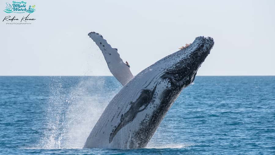 Hervey Bay: Humpback Whale-Watching Half-Day Cruise - Quick Cat II and the view plan that helps you spot whales fast