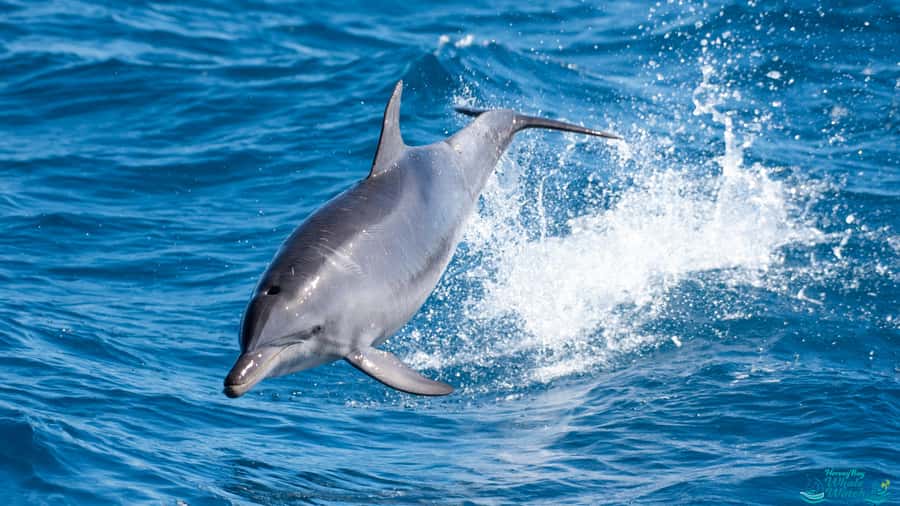 Hervey Bay: Humpback Whale-Watching Half-Day Cruise - Guaranteed whale sighting and what it means for your planning