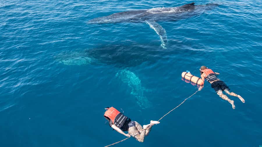 Hervey Bay: Humpback Whale-Watching Half-Day Cruise - Price and value: is $84 worth it for a half-day?