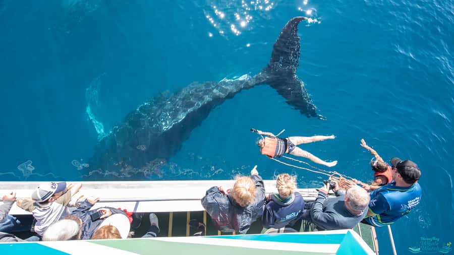 Hervey Bay: Humpback Whale-Watching Half-Day Cruise - Who this Hervey Bay humpback cruise suits best