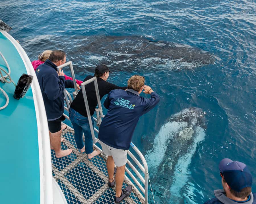 Hervey Bay: Humpback Whale-Watching Half-Day Cruise - Hydrophone whale song and the crew’s job: keep you ready