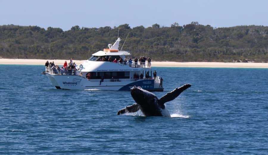 Hervey Bay: Pre-season Whale and Dolphin Watching Cruise - Hervey Bay Whale Heritage: why early season is worth your money