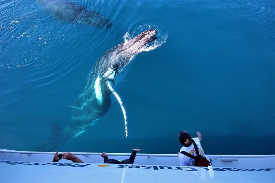 Hervey Bay: Pre-season Whale and Dolphin Watching Cruise - The 5-hour cruise flow: safety, cruising, and when action happens