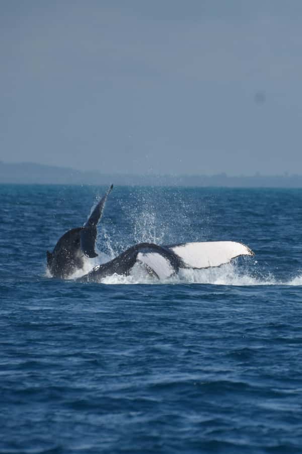 Hervey Bay: Pre-season Whale and Dolphin Watching Cruise - Dolphin, dugong, and turtle spotting: what your eyes should do first