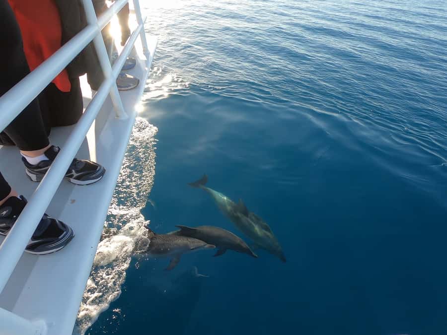 Hervey Bay: Pre-season Whale and Dolphin Watching Cruise - Weather and sightings: how to manage expectations like a pro