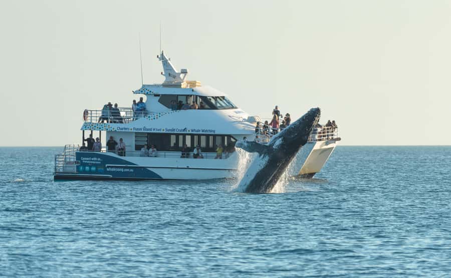 Hervey Bay: Pre-season Whale and Dolphin Watching Cruise - Boarding at Great Sandy Straits Marina (Urangan) without wasting time