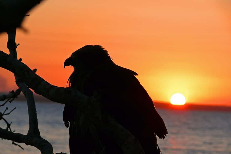 Hervey Bay: Relaxing Sunset Cruise with Champagne and Prawns - Key Things to Know Before You Go