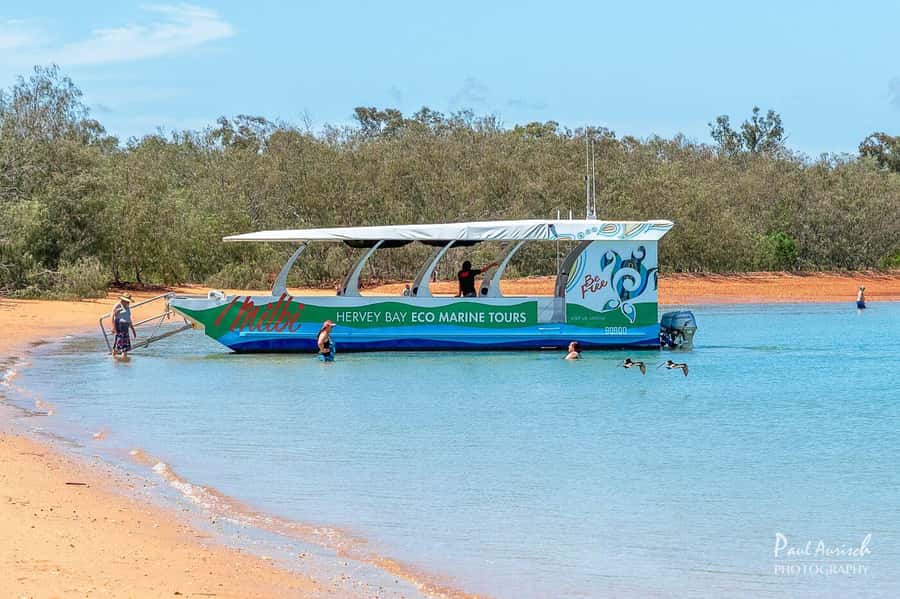 Hervey Bay: Turtle Discovery Eco Tour - Key Things I’d Circle Before You Go