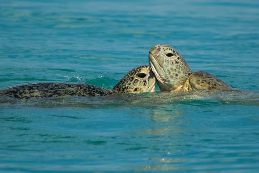 Hervey Bay: Turtle Discovery Eco Tour - Morning or Afternoon Tea and the Value of a Real Half-Day
