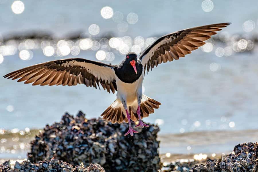 Hervey Bay: Turtle Discovery Eco Tour - Snorkel and Swim Reality: What Conditions Can Change