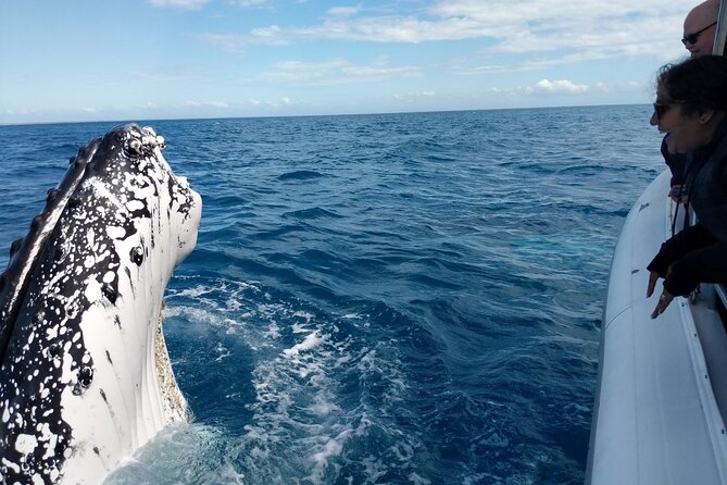 Hervey Bay Ultimate Whale Watching Cruise - Your Boat Experience: Fast, Small, and Built for Watching