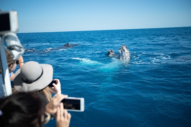 Hervey Bay Ultimate Whale Watching Cruise - Pacific Whale Foundation Eco-Adventures Australia: Where the Mission Shows Up