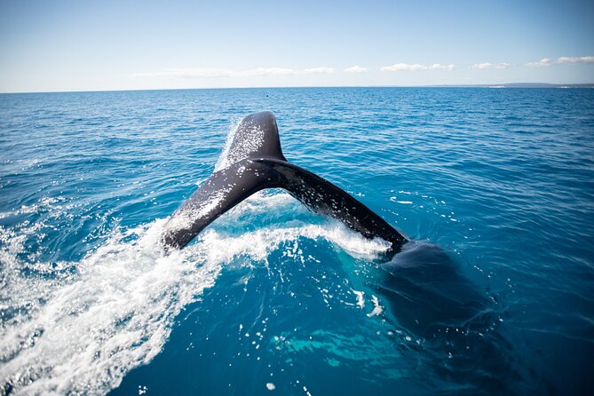 Hervey Bay Ultimate Whale Watching Cruise - Where You Meet: Great Sandy Straits Marina in Urangan