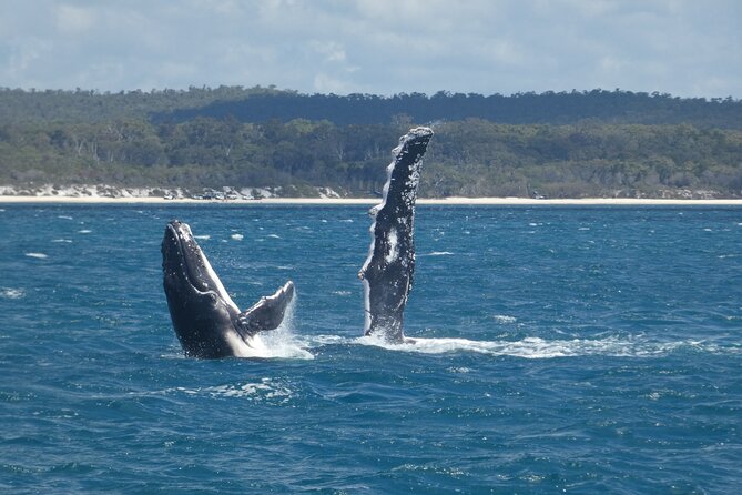 Hervey Bay Ultimate Whale Watching Cruise - What a 3-Hour Cruise Feels Like in Real Time
