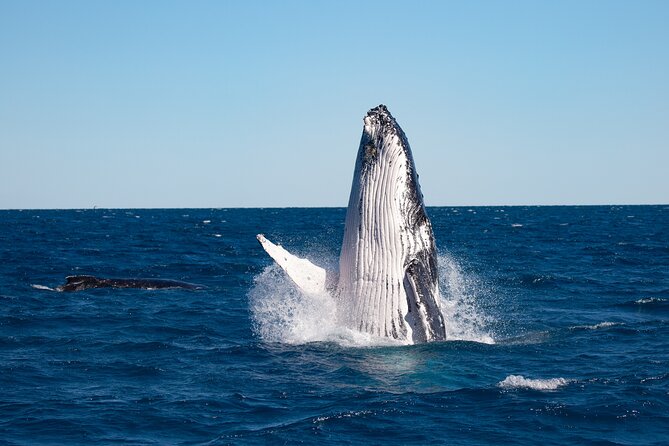Hervey Bay Ultimate Whale Watching Cruise - What You’re Really Looking For: Migration, Calves, and Whale Behavior