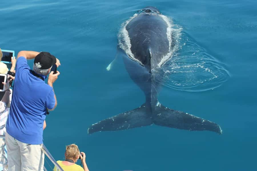 Hervey Bay Whale Odyssey Cruise - Key things I’d put at the top of your list