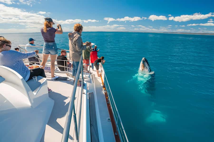 Hervey Bay Whale Odyssey Cruise - Platypus Bay: why this cruise feels different from the usual whale hunt