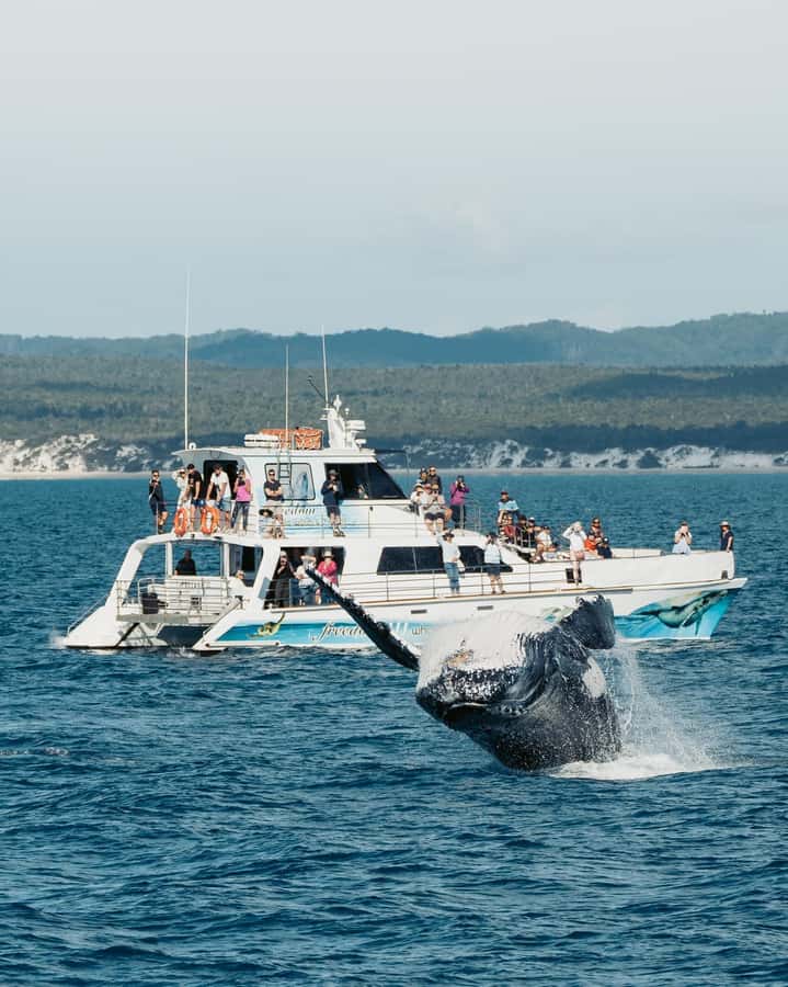 Hervey Bay Whale Odyssey Cruise - Meals onboard Freedom: included and worth planning around