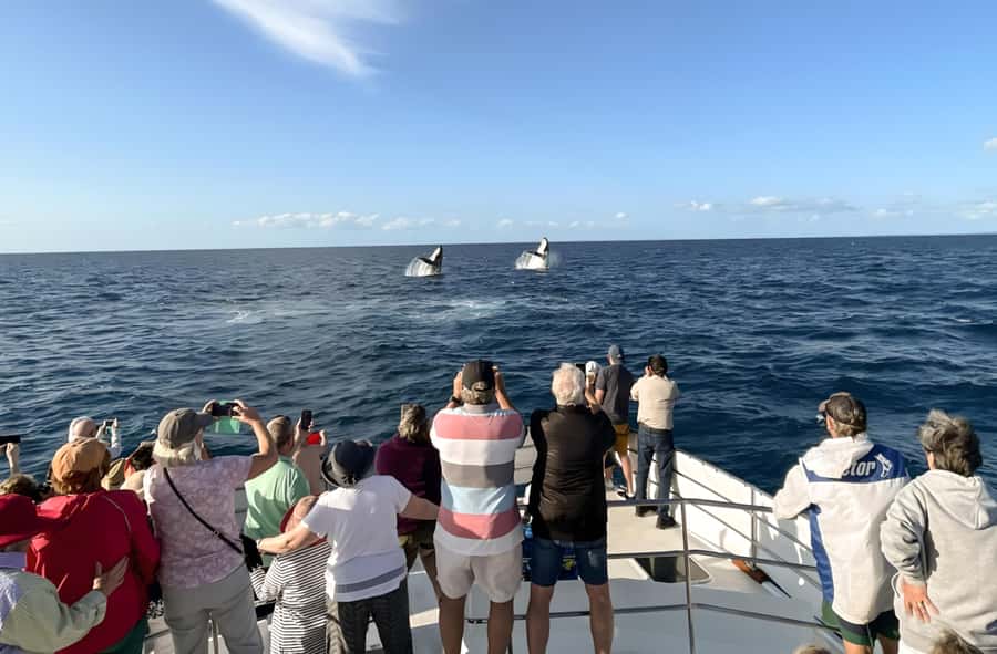 Hervey Bay Whale Odyssey Cruise - Cruising K’Gari (Fraser Island) waters: views you get while you wait