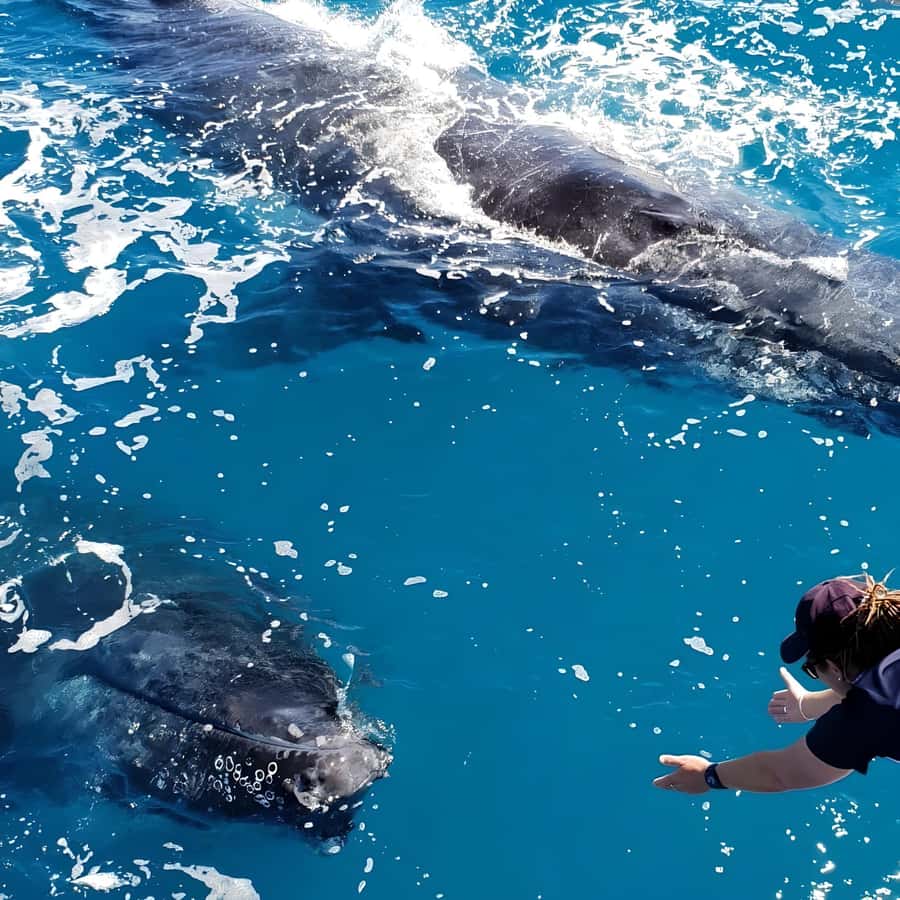 Hervey Bay Whale Odyssey Cruise - Timing for humpbacks: July through October in plain English