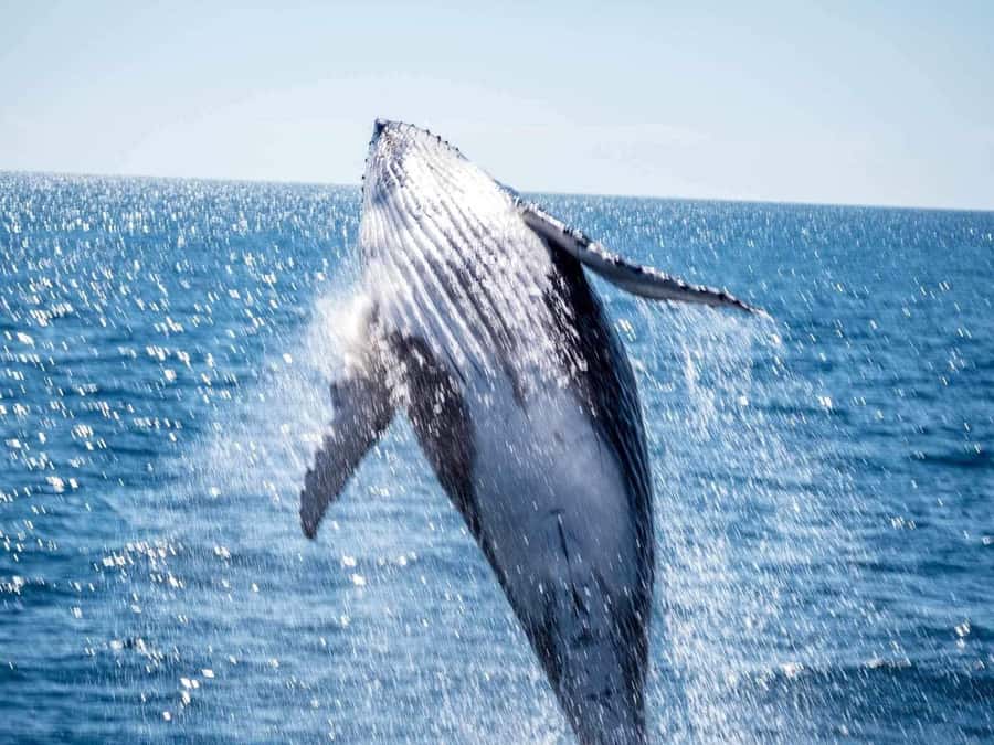 Hervey Bay Whale Odyssey Cruise - Price and value: why $138 often makes sense here