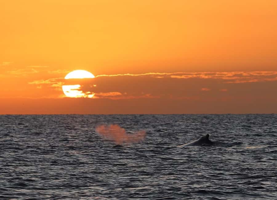 Hervey Bay Whale Odyssey Cruise - Who this cruise suits best (and who should skip it)