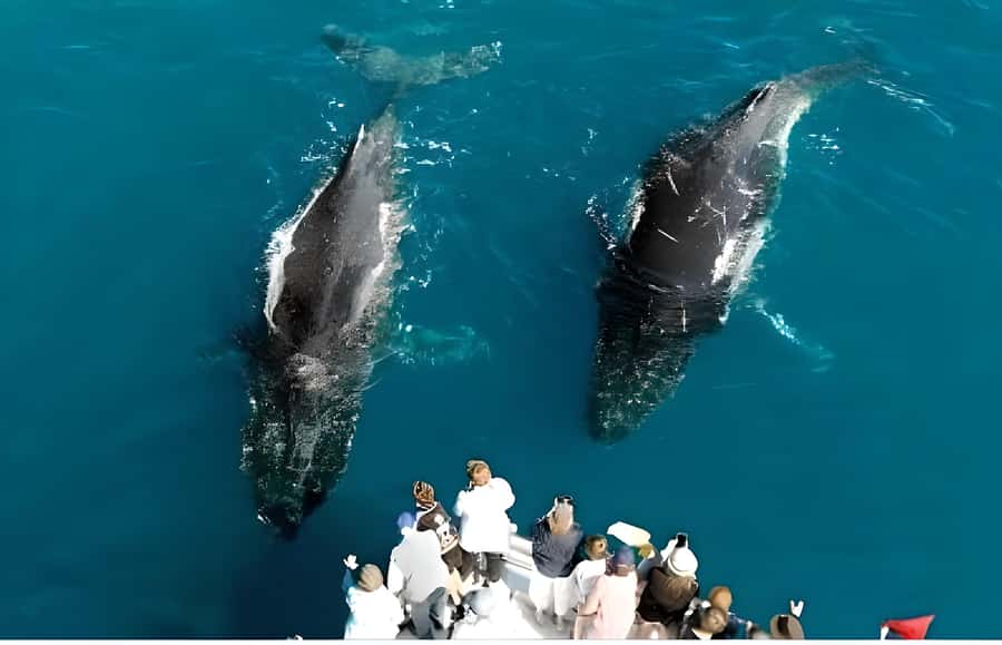 Hervey Bay Whale Odyssey Cruise - The Freedom boat setup: comfort, viewing, and practical space