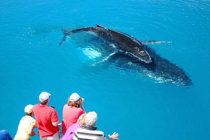 Hervey Bay Whale Watching Cruise - Whale Sightings Guaranteed: How the Promise Helps Your Trip