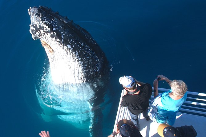 Hervey Bay Whale Watching Experience - Price and value: what $111 actually buys you for 4–5 hours
