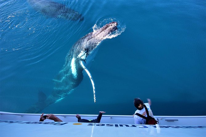 Hervey Bay Whale Watching Experience - What whale encounters look like in real life