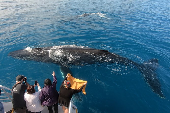 Hervey Bay Whale Watching Experience - Food and comfort: tea, buffet meals, and staying ready for photos