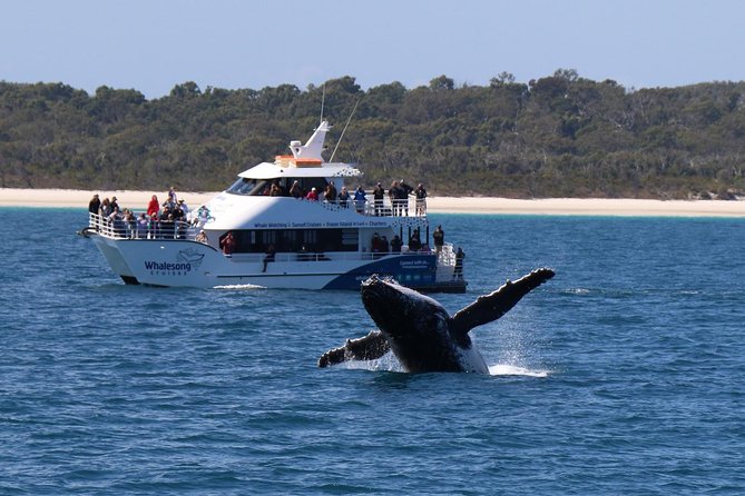 Hervey Bay Whale Watching Experience - Tips to make your whale watch day smoother