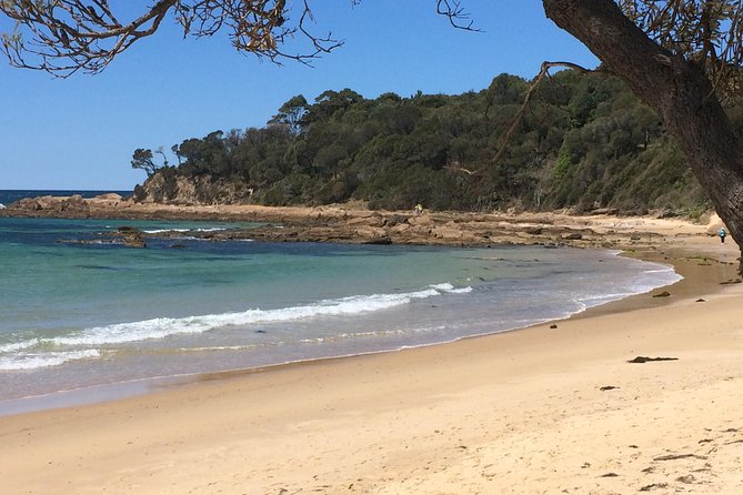 Highlights of the Eurobodalla (half day private tour) - Burrewarra Point: Old Man Banksia forest and basking seal watching