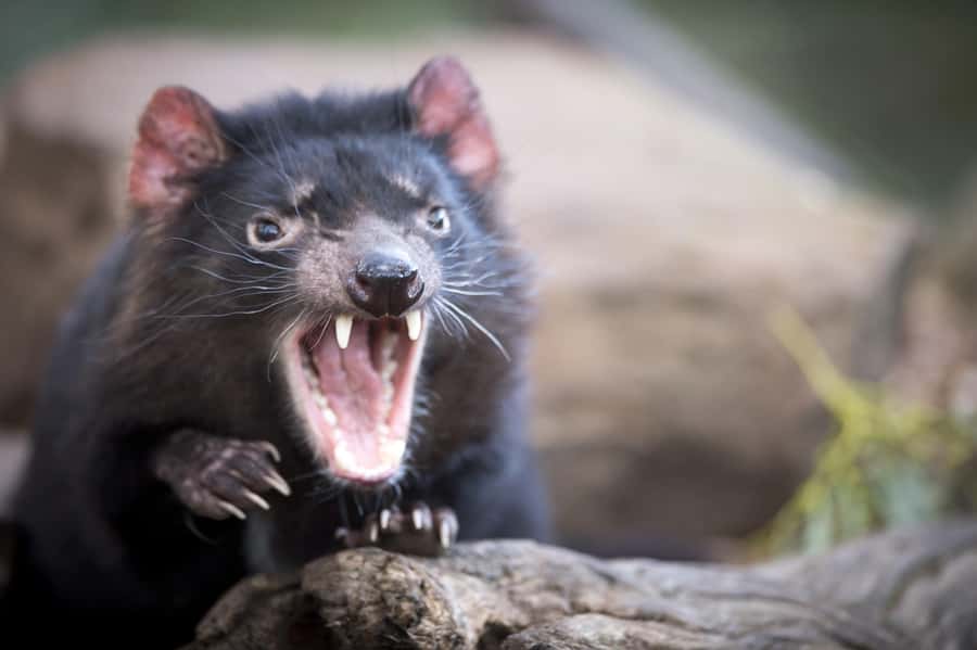Hobart: 2 Day Bruny Island Escape & Port Arthur with Devils - Key highlights to know before you go