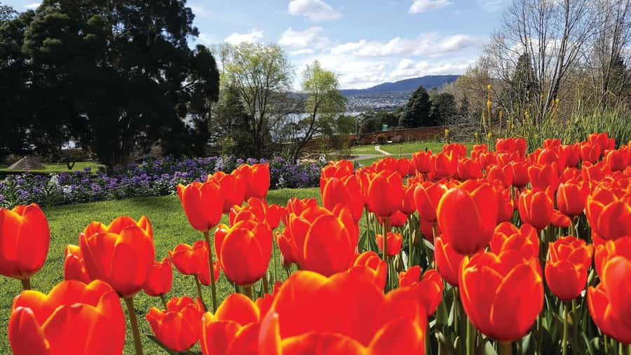 Hobart: 3-Hour City Sightseeing Tour - Sullivan’s Cove to Parliament House: the story starts at Hobart’s edge