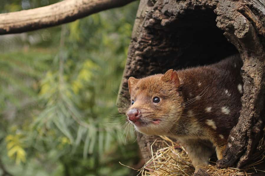 Hobart: Admission Ticket to Bonorong Wildlife Sanctuary - Key things to know before you go