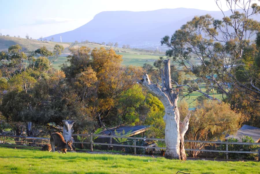 Hobart: Admission Ticket to Bonorong Wildlife Sanctuary - Bonorong Wildlife Sanctuary: rehab plus real face time with wildlife