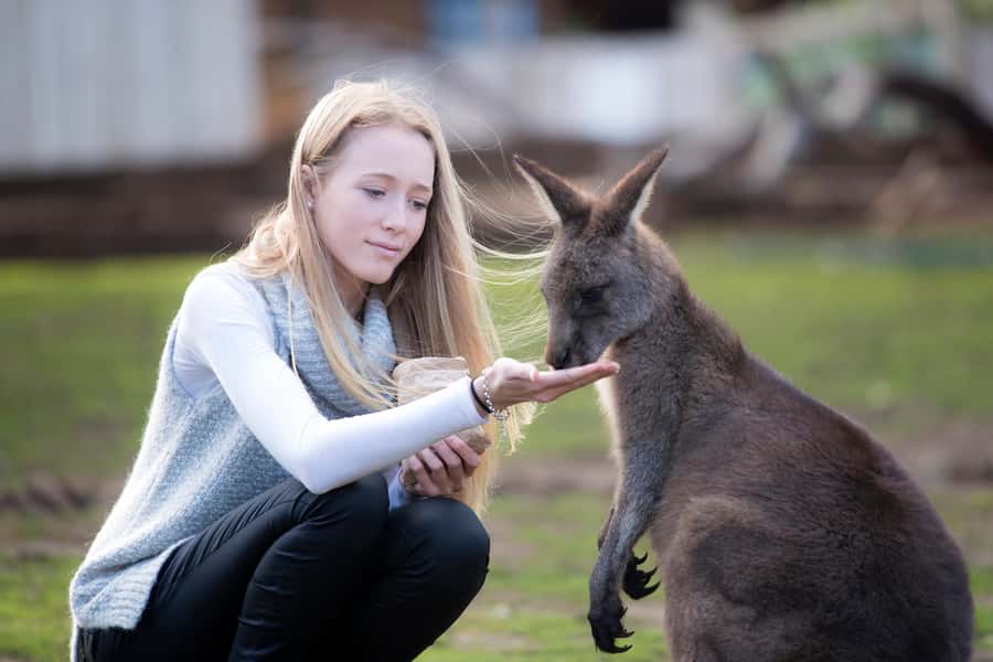 Hobart: Admission Ticket to Bonorong Wildlife Sanctuary - Tasmanian devils, wombats, and the other icons you’ll watch for