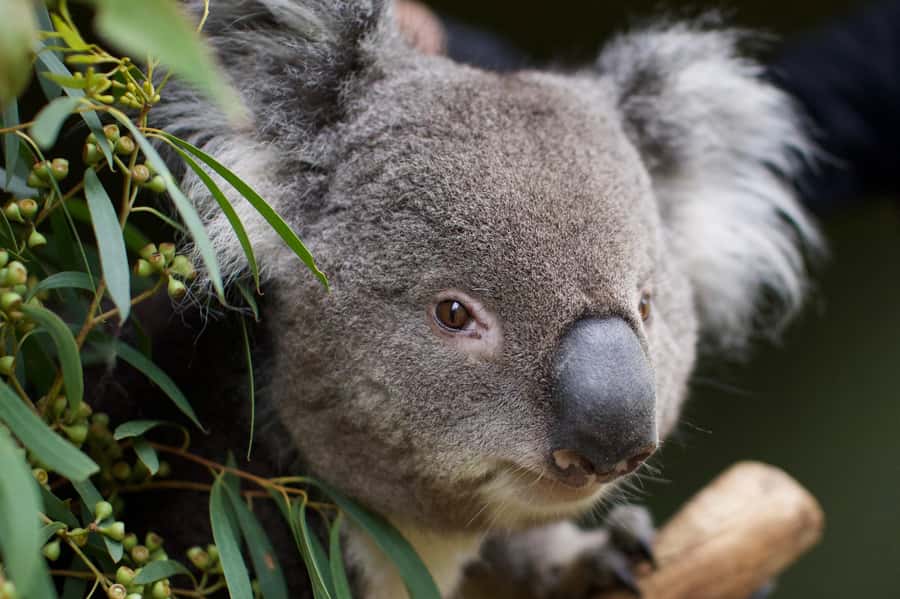 Hobart: Admission Ticket to Bonorong Wildlife Sanctuary - Getting great views and photos: plan for visibility and comfort