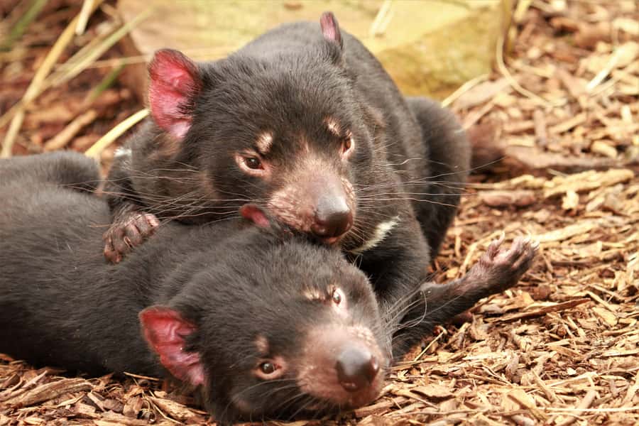 Hobart: Admission Ticket to Bonorong Wildlife Sanctuary - Kangaroo feeding: the simple highlight that feels surprisingly special