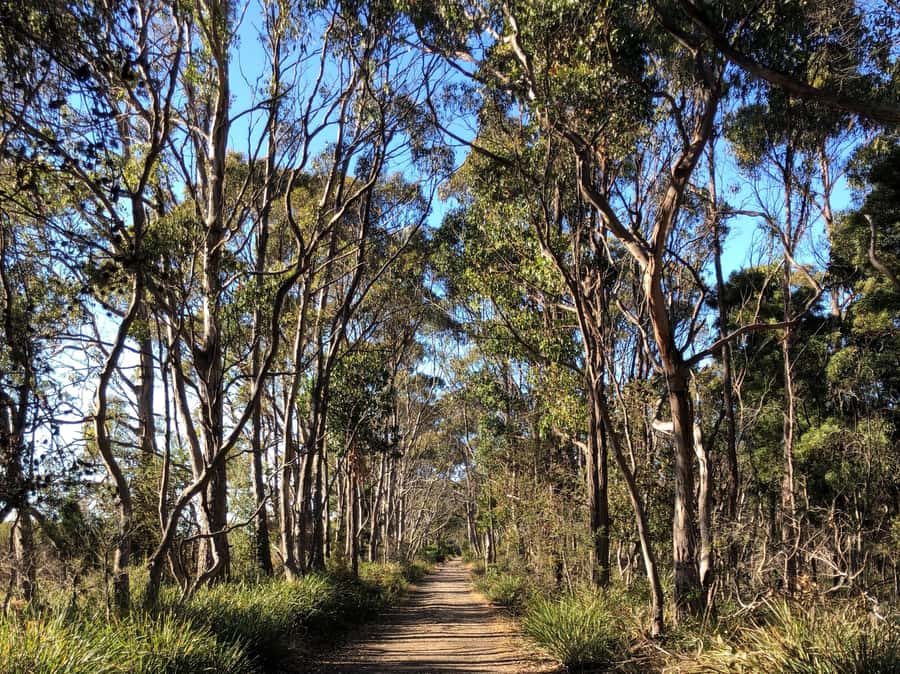 Hobart: Bruny Island Adventure: Hike, Highlights & Tastes - Trugannini Lookout climb: 279 steps to 360 views