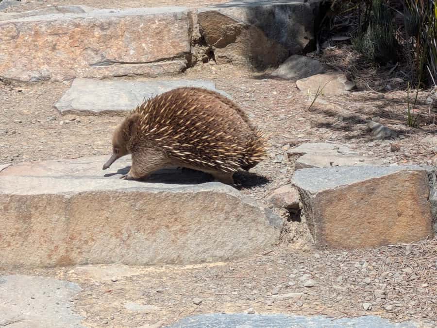 Hobart: Cape Hauy Hike - The drive from Hobart to the Tasman Peninsula: plan for an early start