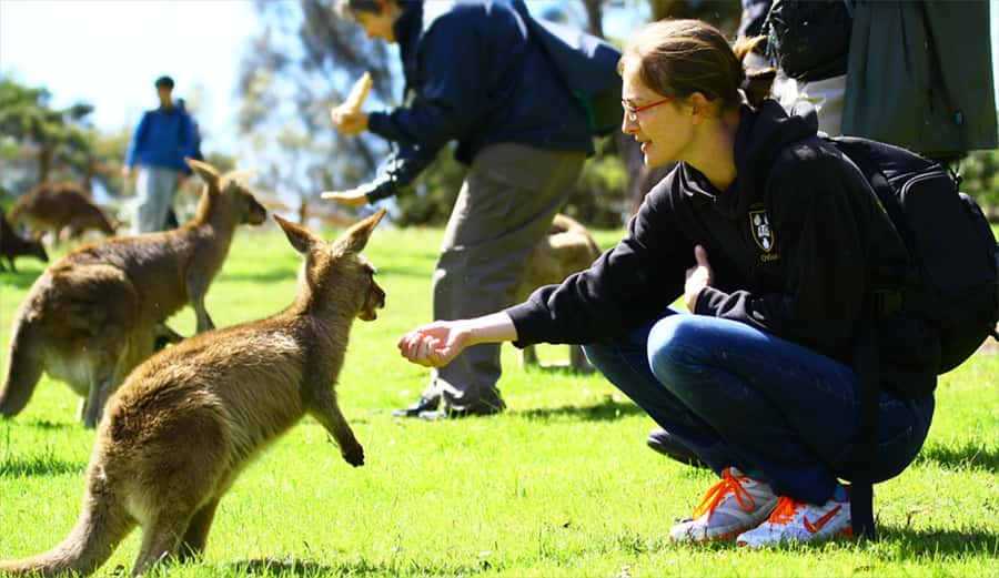 Hobart: Full-Day Bonorong Wildlife Sanctuary & Richmond Tour - Key points worth your time