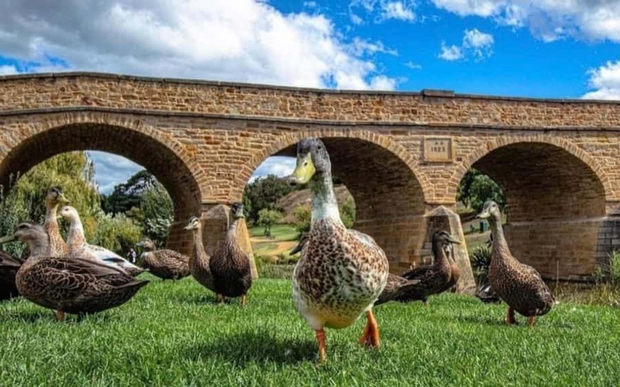 Hobart: Full-Day Bonorong Wildlife Sanctuary & Richmond Tour - Richmond Historic Village: browsing time in a town with real staying power