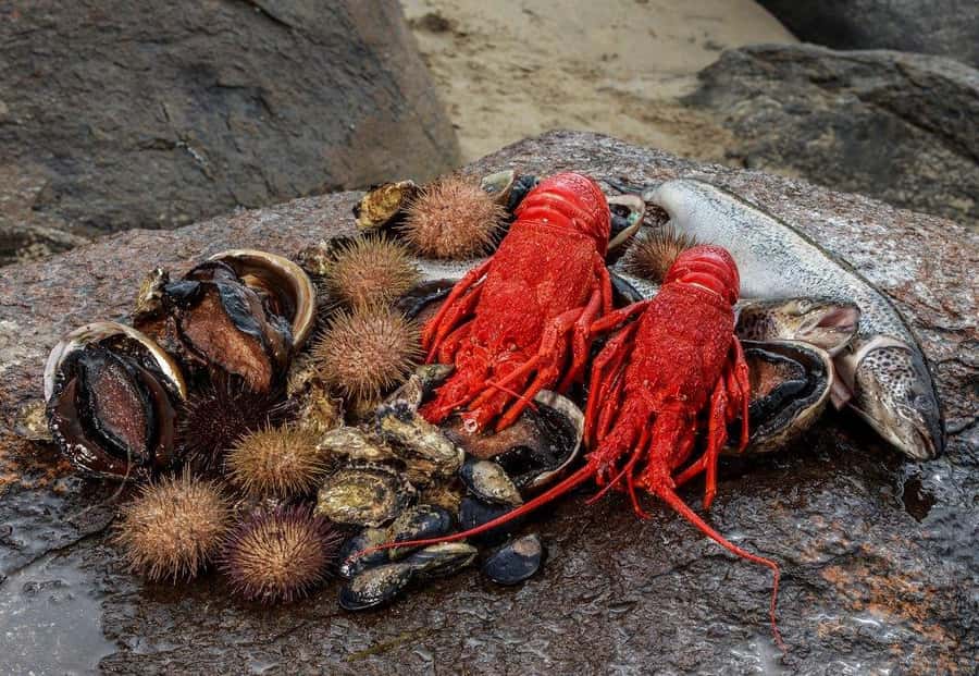 Hobart: Full-Day Tasmania Gourmet Seafood Cruise - Key Things to Know Before You Go