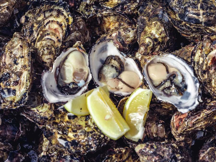 Hobart: Full-Day Tasmania Gourmet Seafood Cruise - Oysters Straight from the Shell, Then a Snorkel Stop for Abalone and Sea Urchin