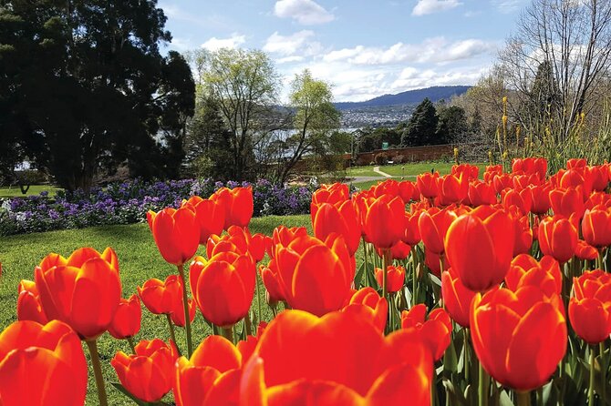 Hobart Half-Day Sightseeing City Tour - Morning Route: Suburbs, Waterfront Heritage, Queens Domain, and Government House