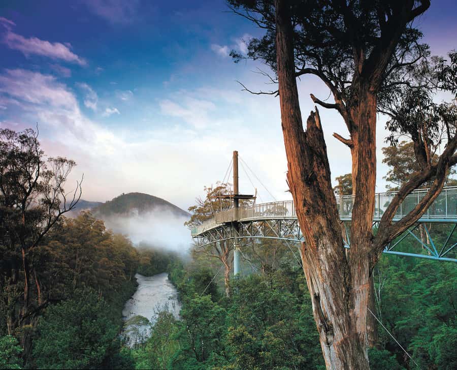 Hobart: Hastings Cave, Tahune Airwalk and Huon Tasting Trail - Tahune Airwalk: treetop views plus real walking choices